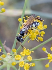 Philanthus pulchellus