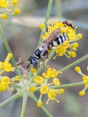 Philanthus pulchellus