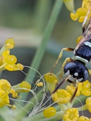 Philanthus pulchellus