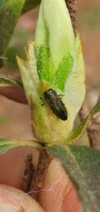 Brasilaxia costifera