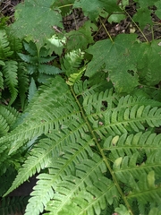 Dryopteris × leedsii
