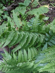 Dryopteris × leedsii