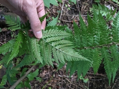Dryopteris × leedsii