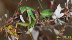 Tenodera aridifolia