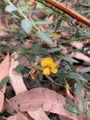 Bossiaea stephensonii
