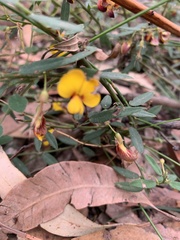 Bossiaea stephensonii