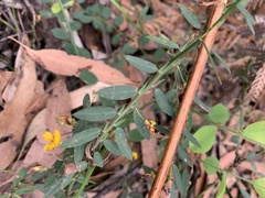 Bossiaea stephensonii