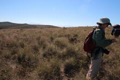 Pentameris eriostoma