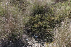 Pentameris eriostoma