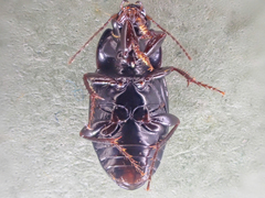 Xenocelia