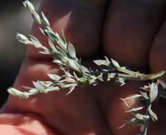 Amphithalea violacea