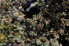 Amphithalea violacea