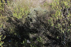 Amphithalea violacea