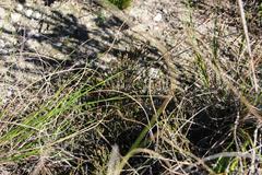 Ficinia overbergensis