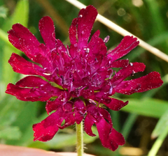 Knautia macedonica