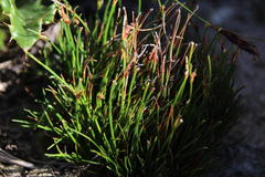 Ficinia overbergensis