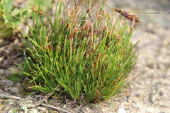 Ficinia overbergensis