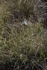 Moraea tripetala tripetala