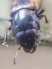 Glischrochilus confluentus