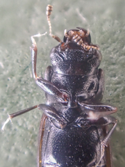 Glischrochilus confluentus