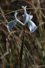 Moraea tripetala tripetala