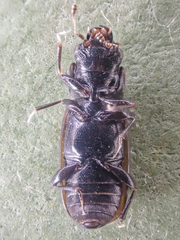 Glischrochilus confluentus