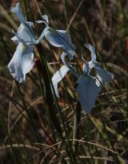 Moraea tripetala tripetala