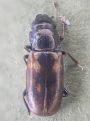 Glischrochilus confluentus