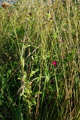Knautia macedonica