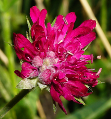 Knautia macedonica