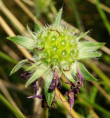 Knautia macedonica