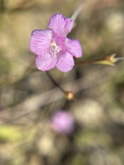 Agalinis decemloba