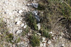Elegia squamosa