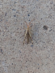 Acantherus piperatus