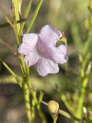 Agalinis decemloba