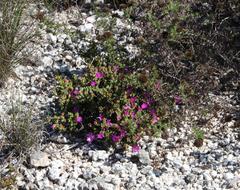 Drosanthemum quadratum