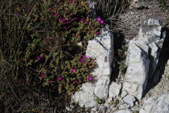 Drosanthemum quadratum
