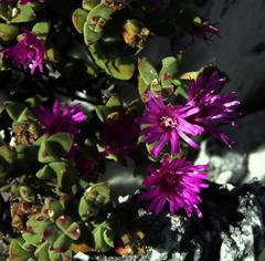 Drosanthemum quadratum