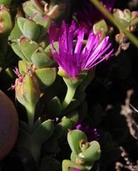 Drosanthemum quadratum