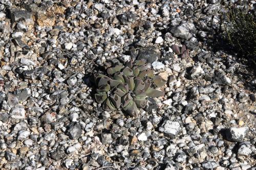 Gibbaeum hartmannianum