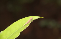 Brookesia minima