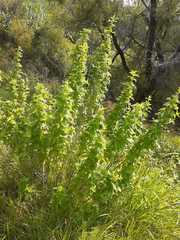 Brickellia veronicifolia