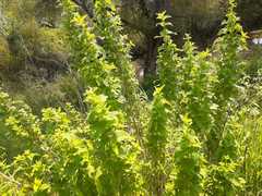 Brickellia veronicifolia