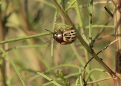 Leptinotarsa lineolata