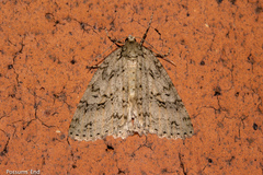 Pseudocoremia rudisata