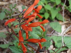 Salvia stolonifera