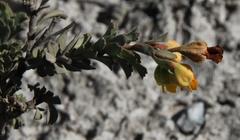 Hermannia trifoliata