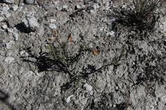 Hermannia trifoliata