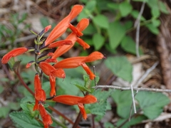 Salvia stolonifera
