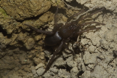 Hypodrassodes maoricus